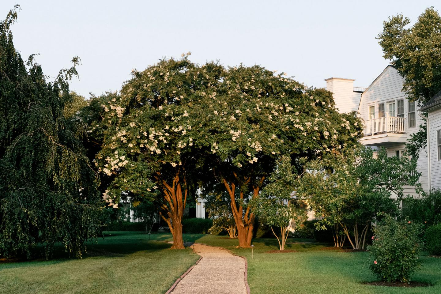 Pathway leading betwixt two trees