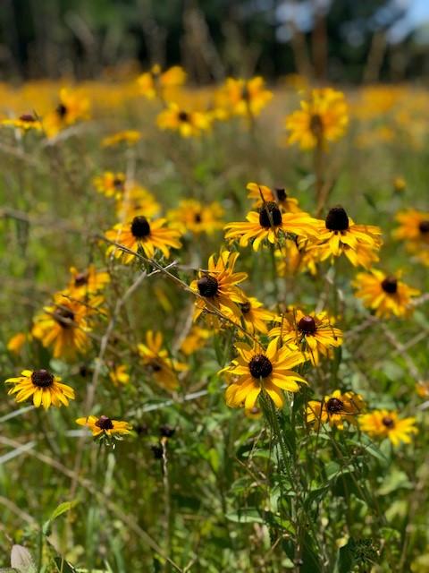 Bees on flowers
