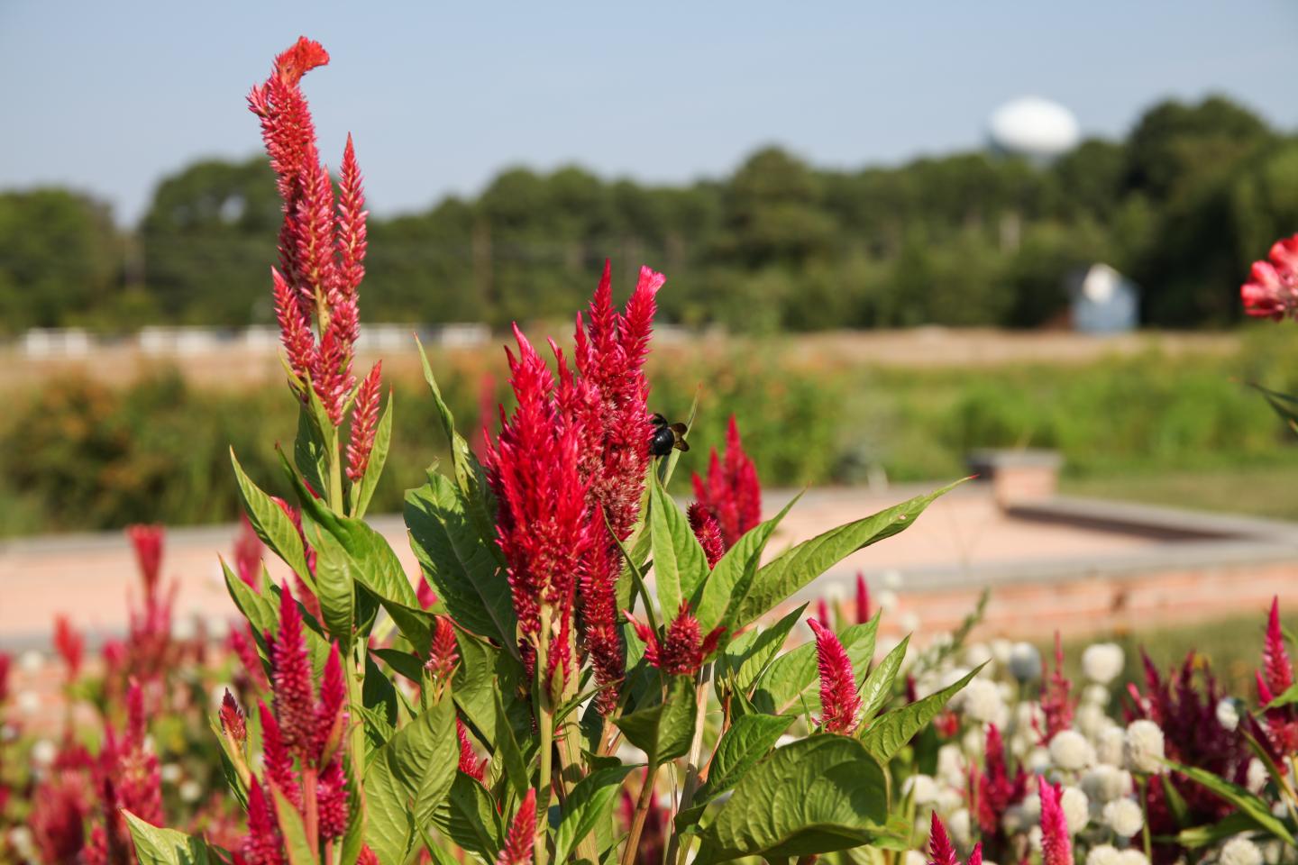 Celosia flowers