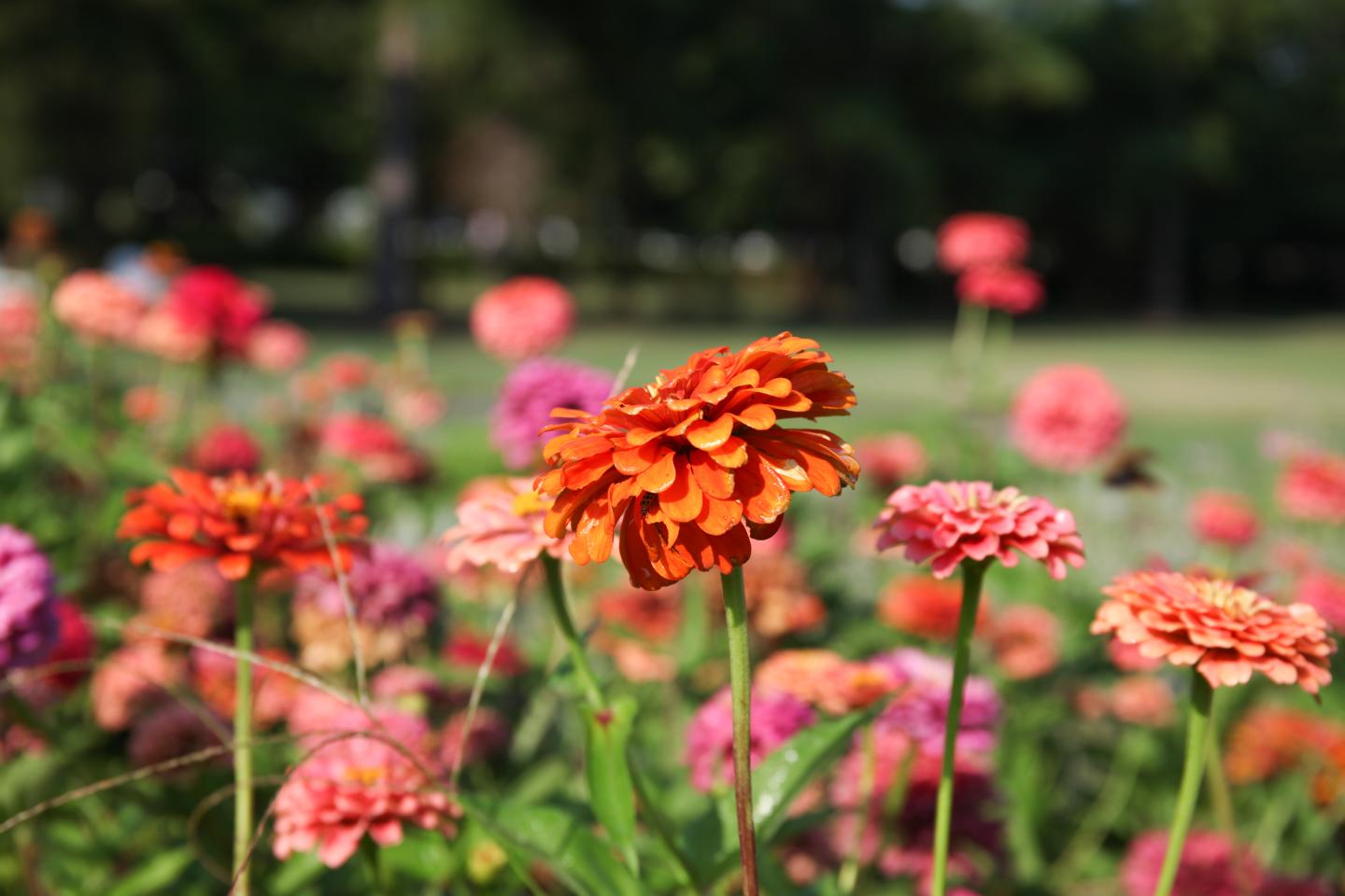Zinnias in full bloom