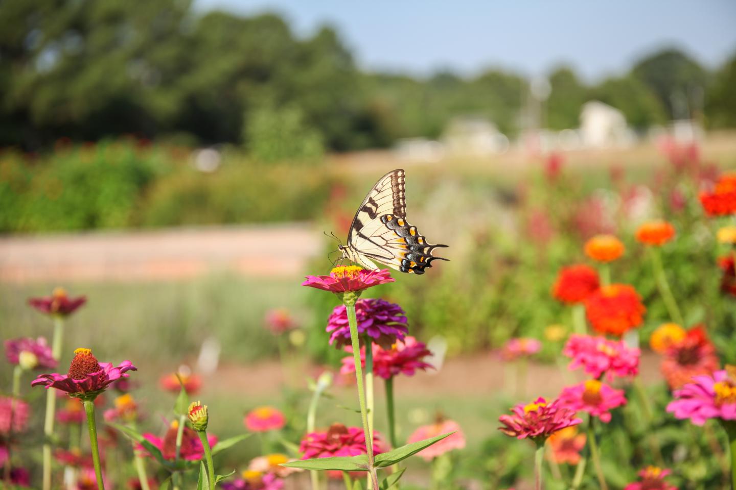 Butterfly on Zinnia flower