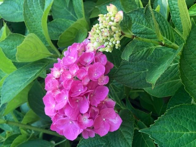 Hydrangeas