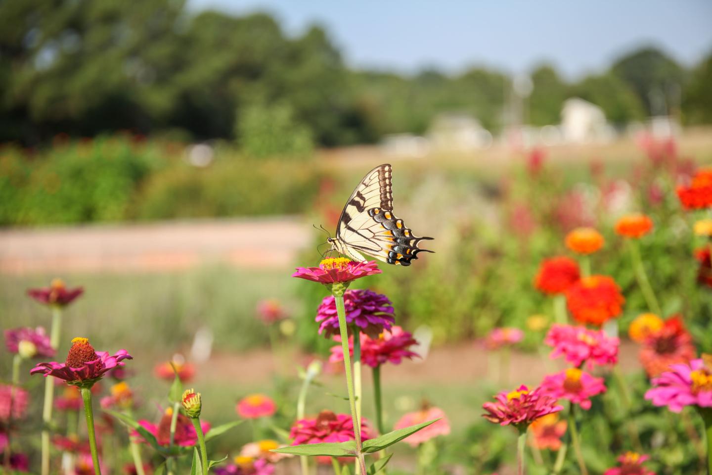 Butterflies in Garden
