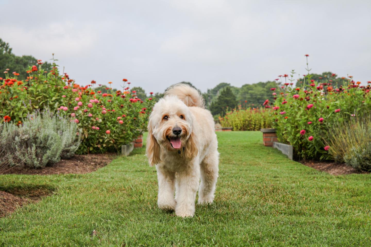 Pawesome Pal in Garden