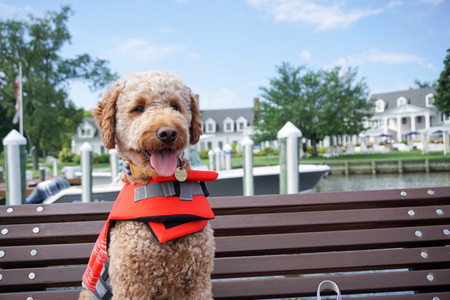 Pawesome Pal Pup on Dock