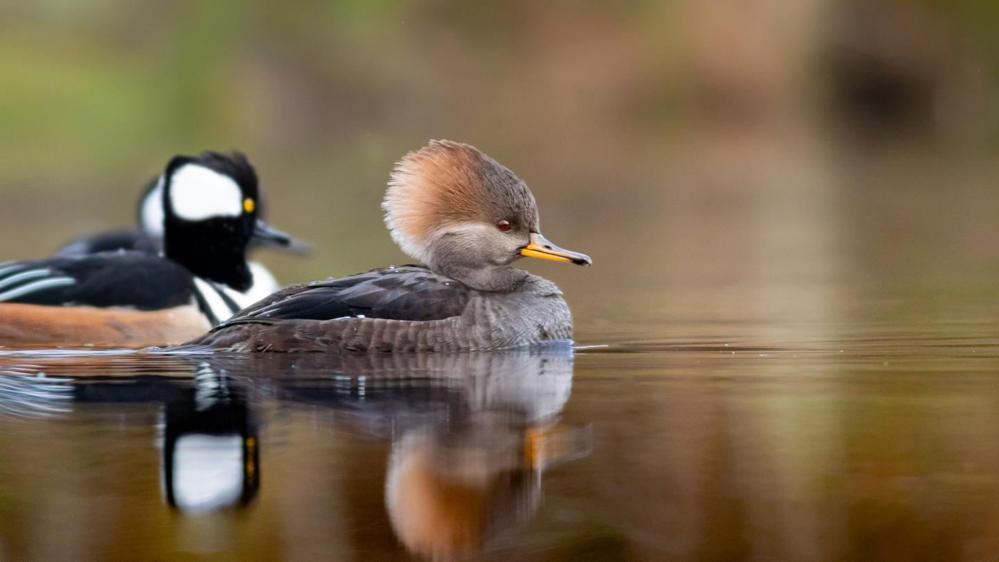 waterfowl