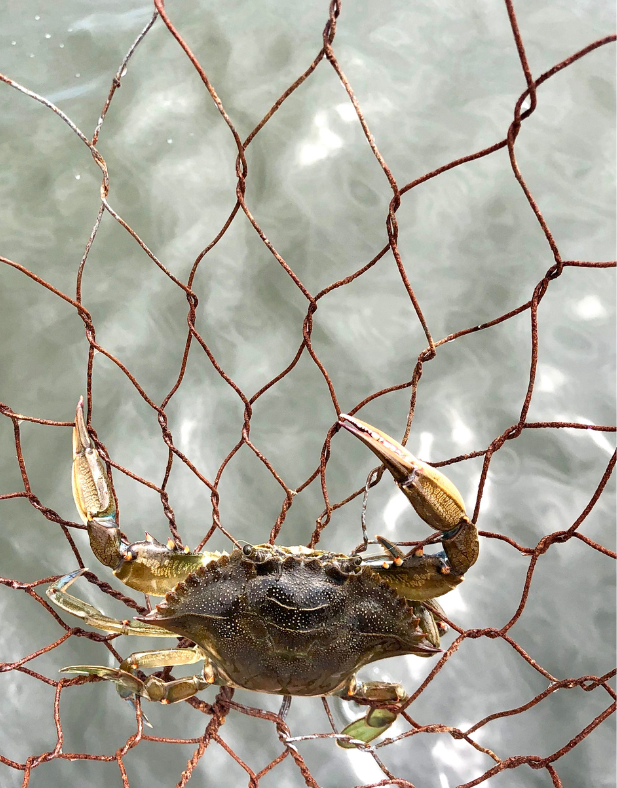 Maryland Blue Crab in crabbing net
