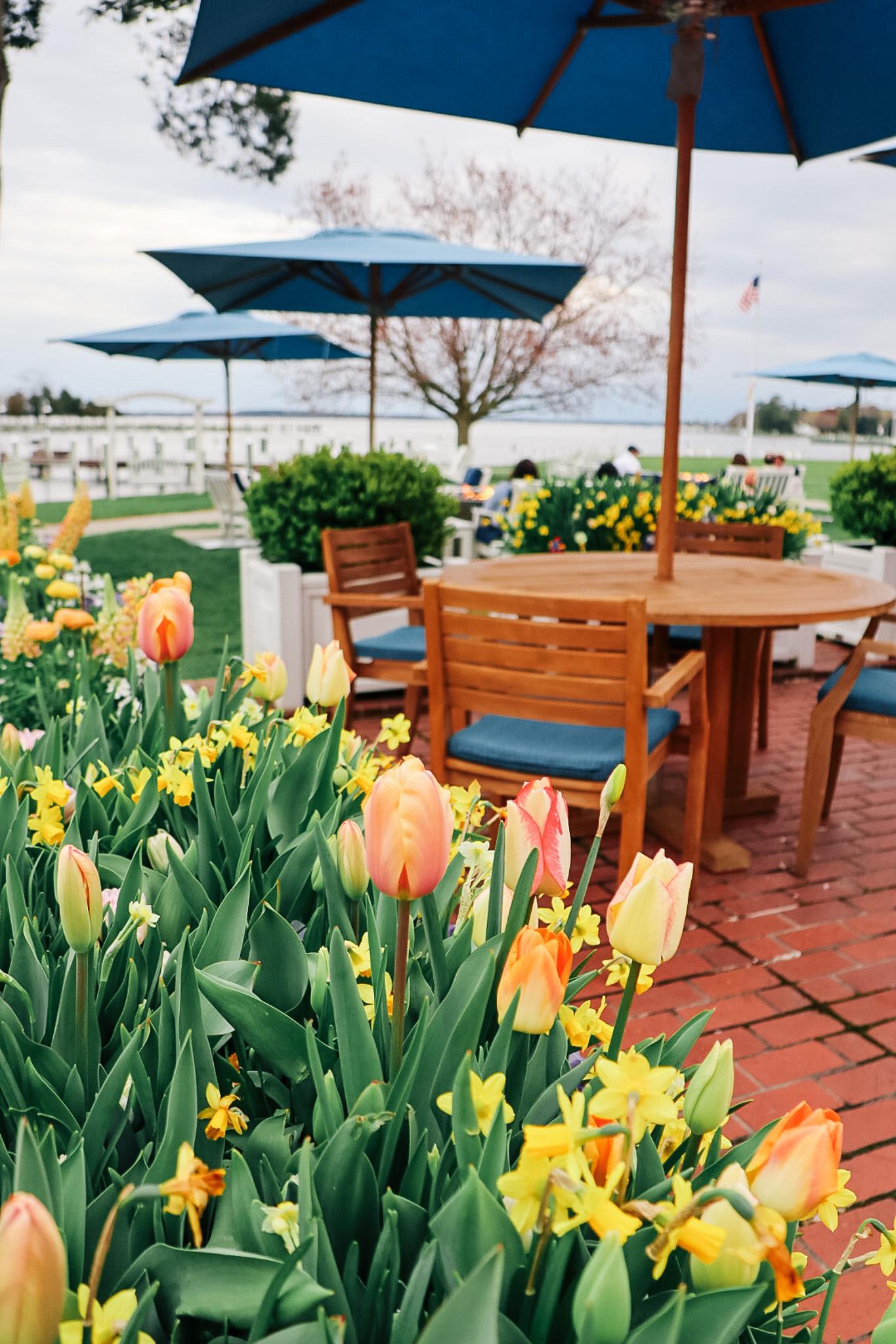 bed of tulips with patio set in the packground