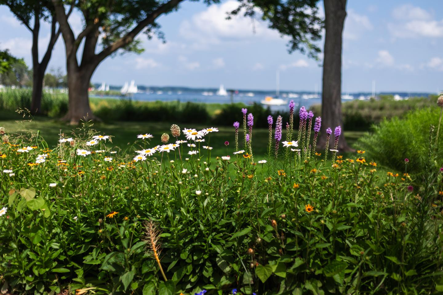 Wildflowers with Miles River behind