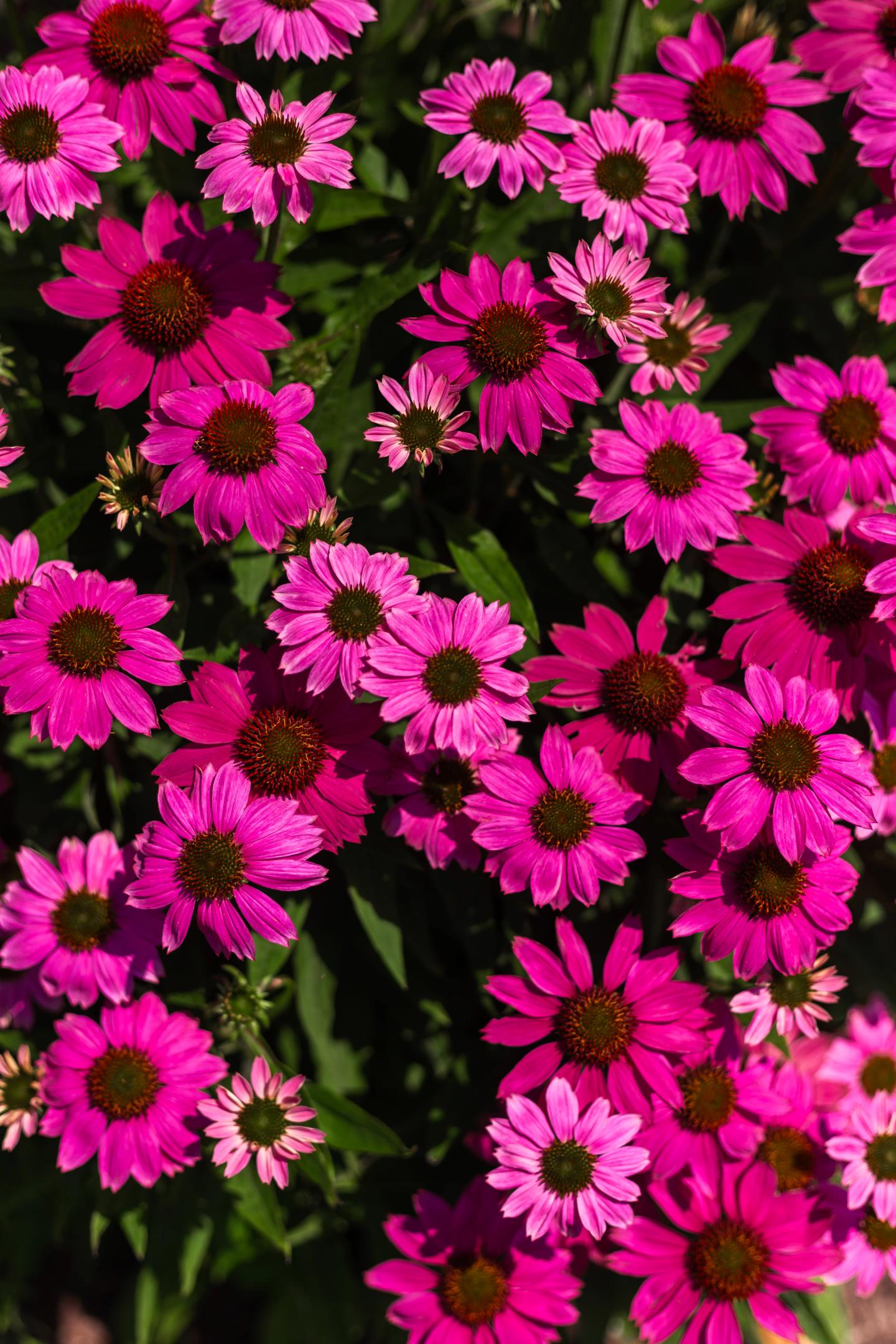 Tennessee coneflowers