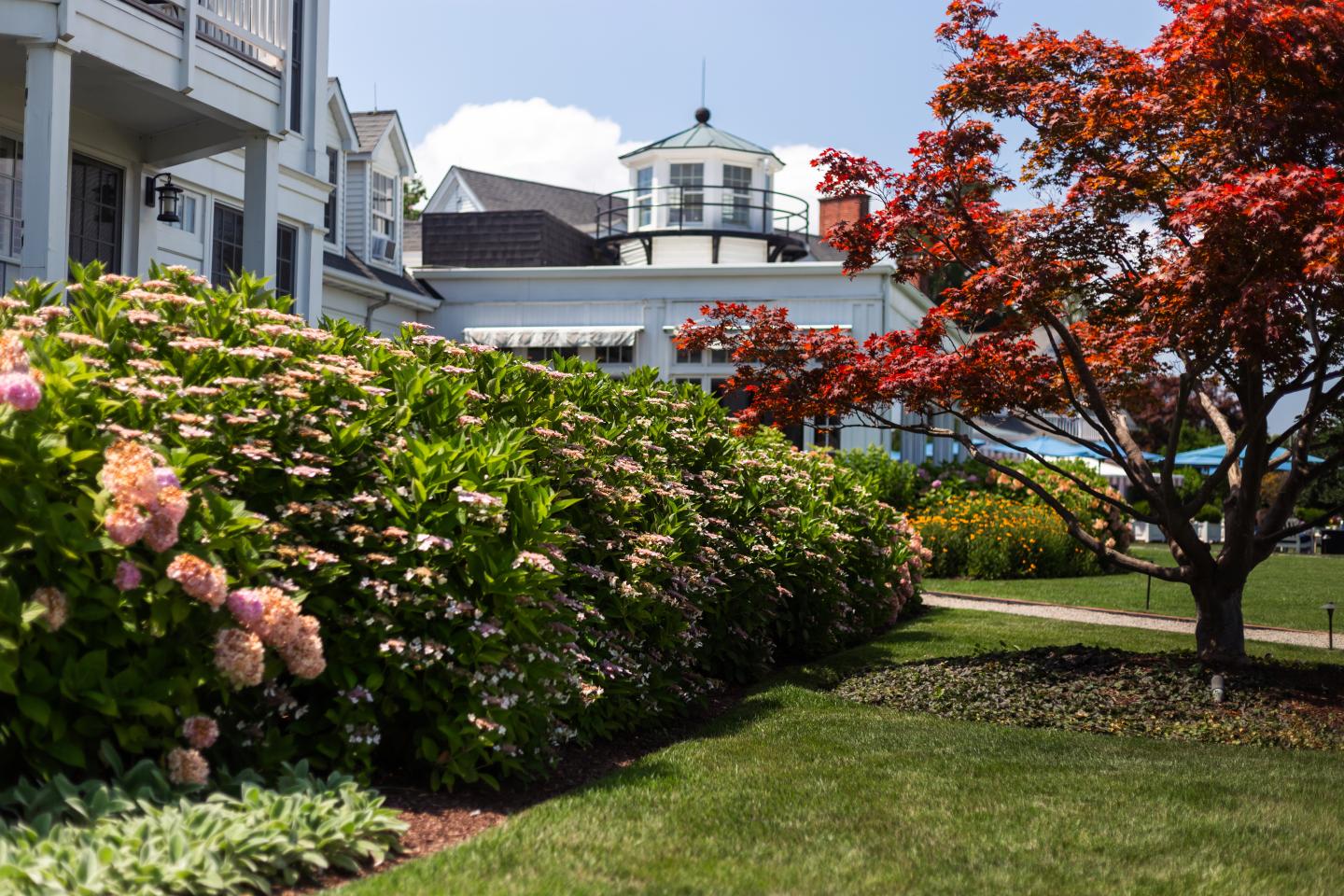 hydrangeas outside waterfront guest rooms
