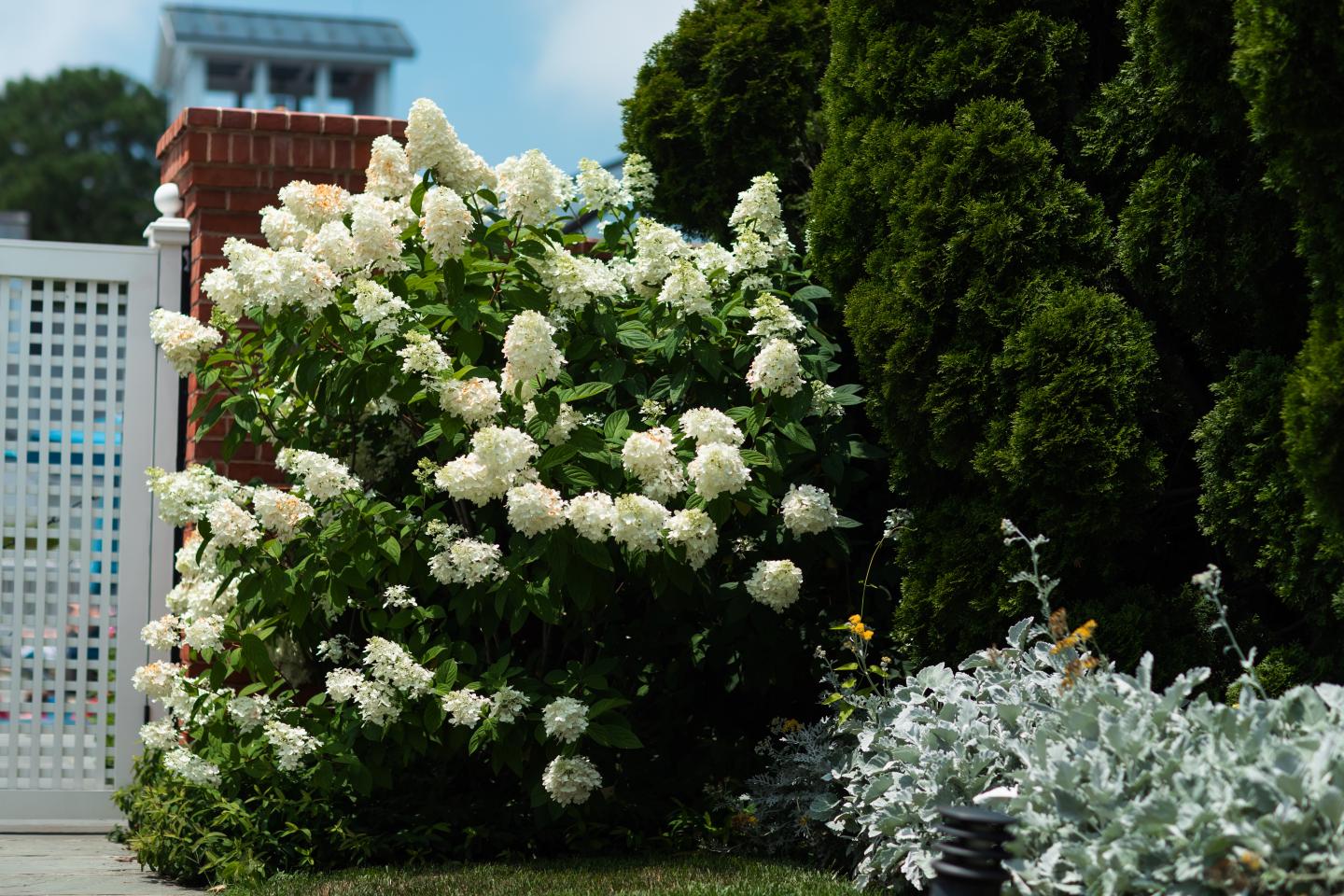 Panicle Hydrangea near the pool entrance