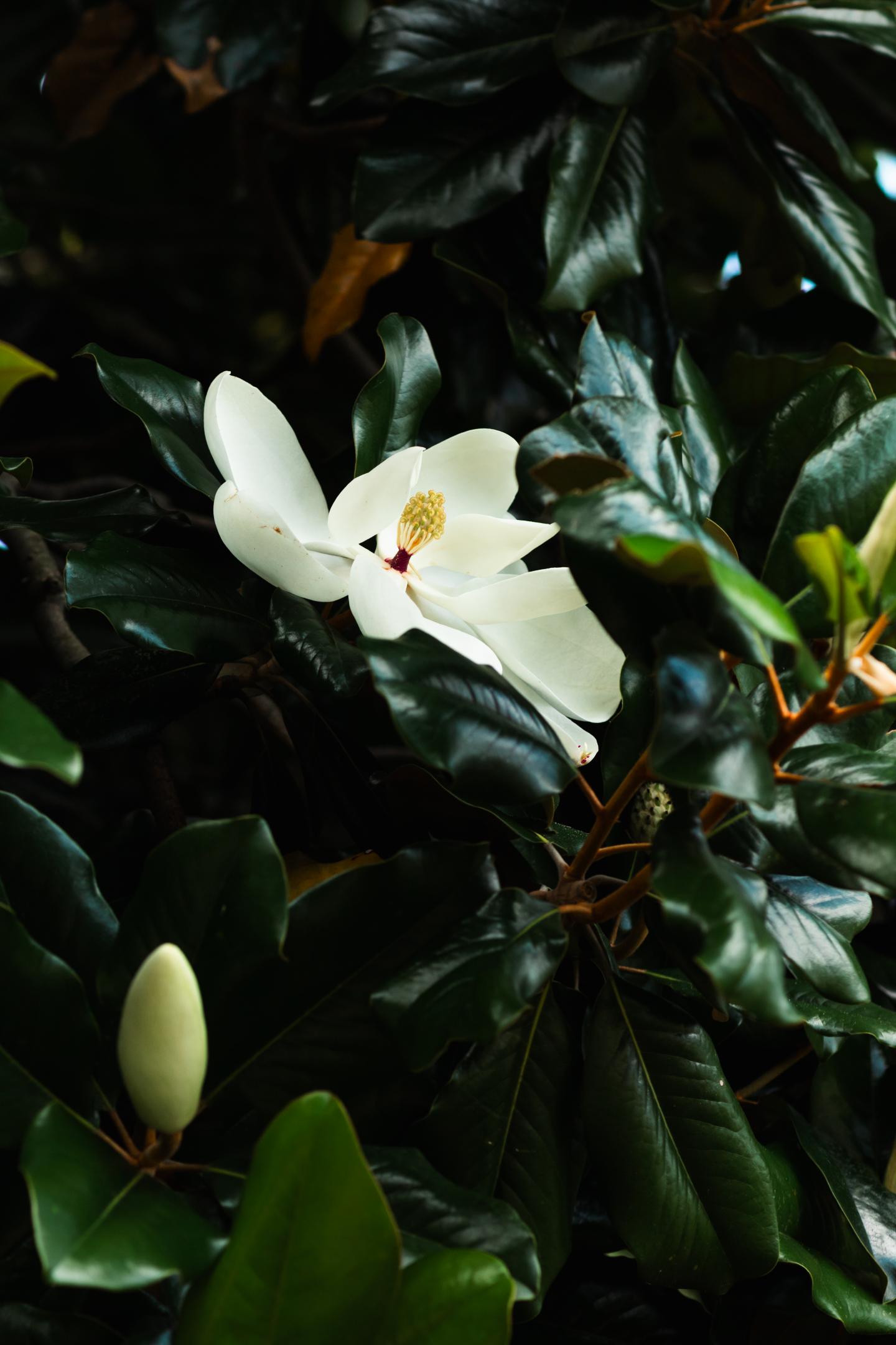 Southern Magnolia flower