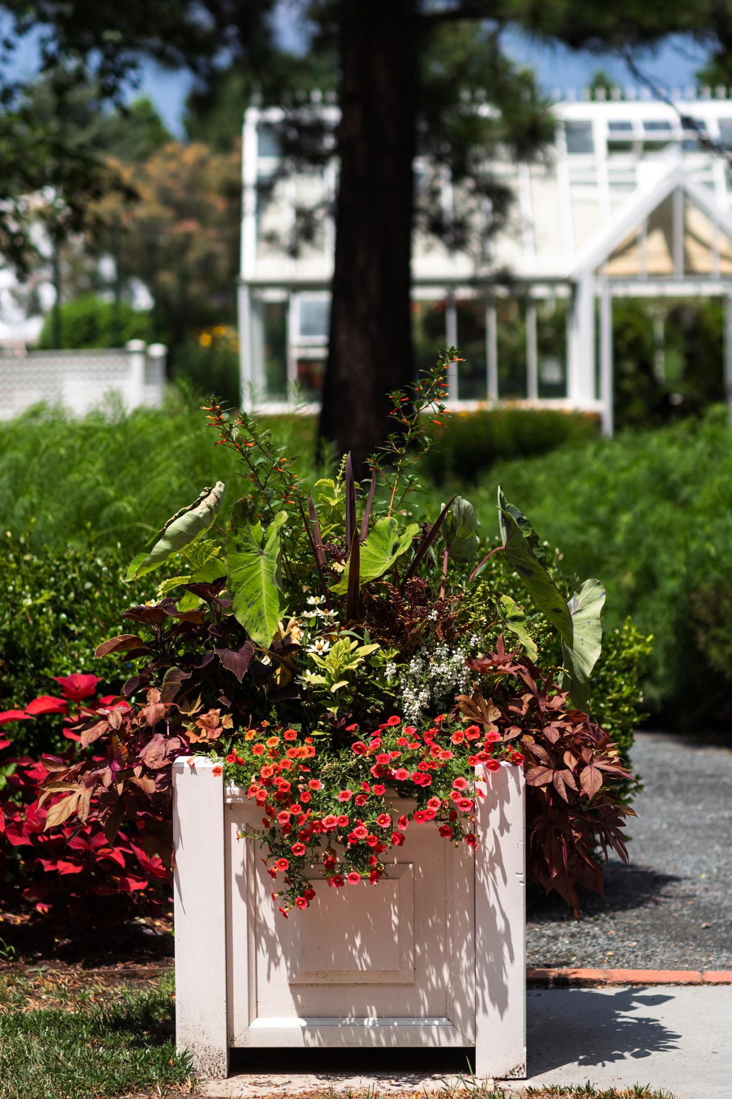 Planter on Watkins Lane with greenhouse in distance