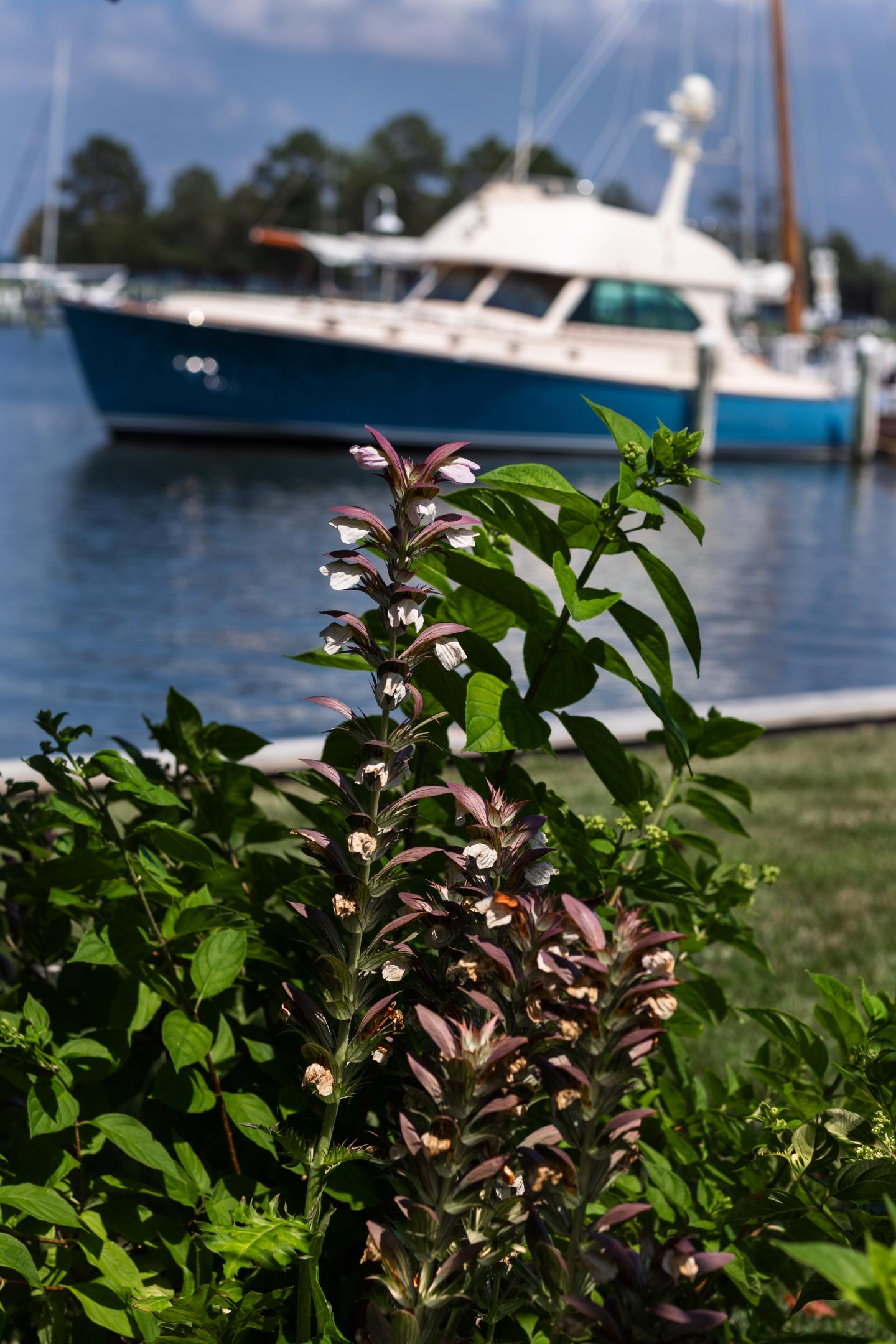 Blooms along the waterfront with Five Star yacht in distance 