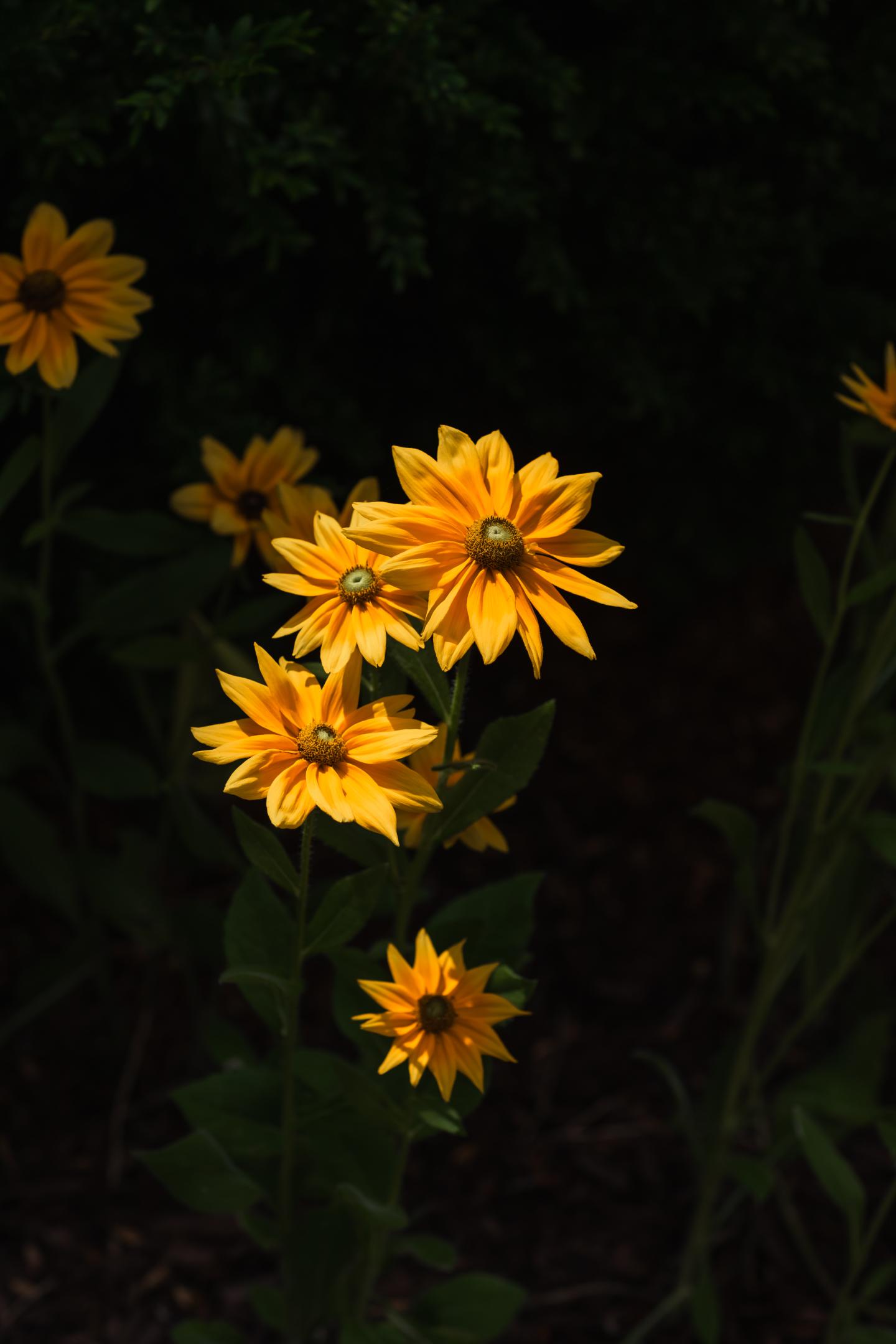 Prairie Sun Rudbeckia Blooms