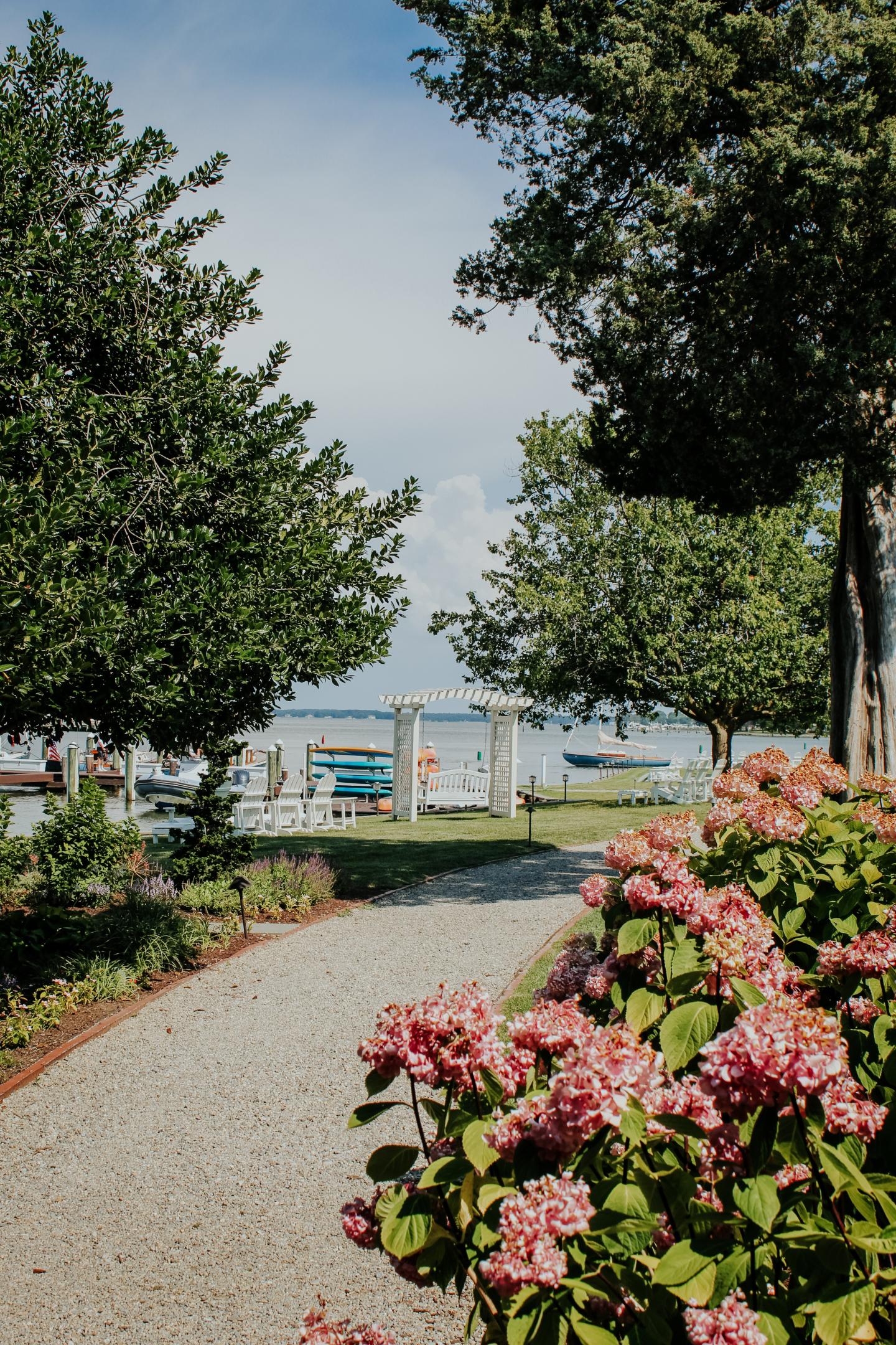 Hydrangeas in full bloom along the path through the garden