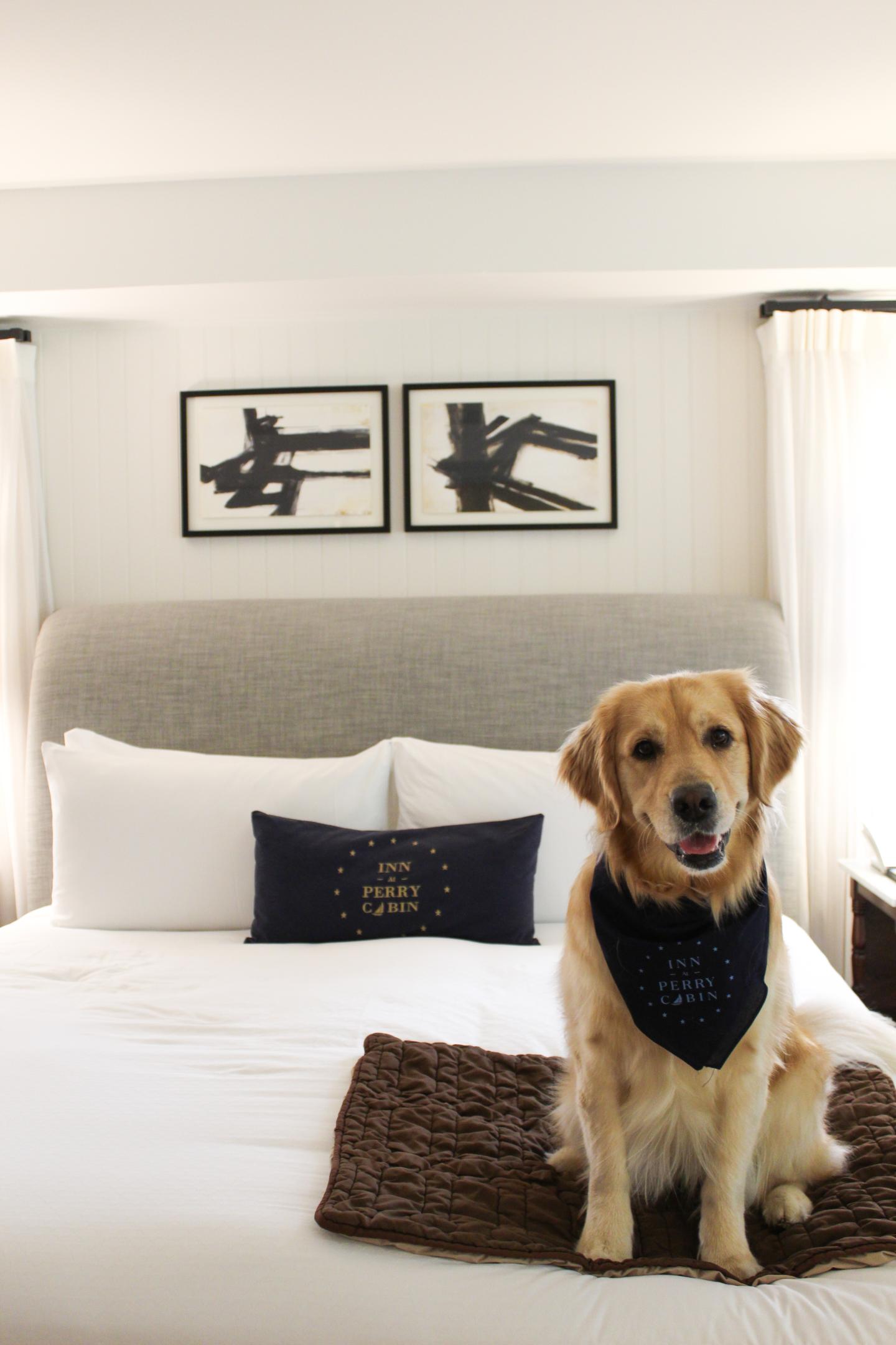 Golden Retriever in Guest Room  
