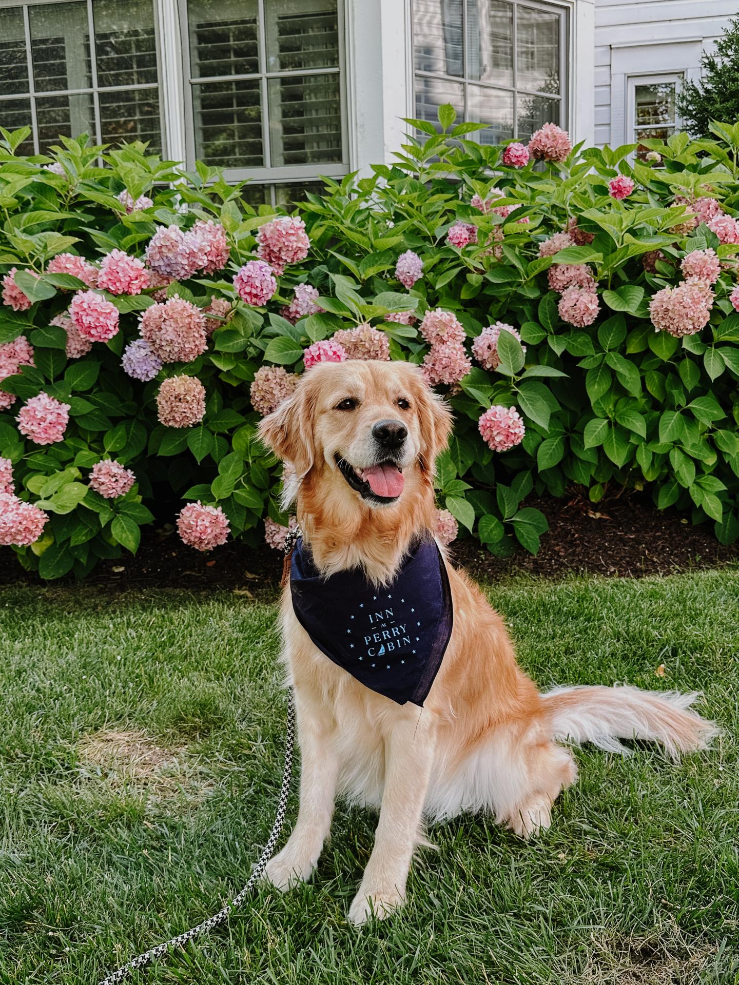 Golden Retriever in front of hydrangeas  