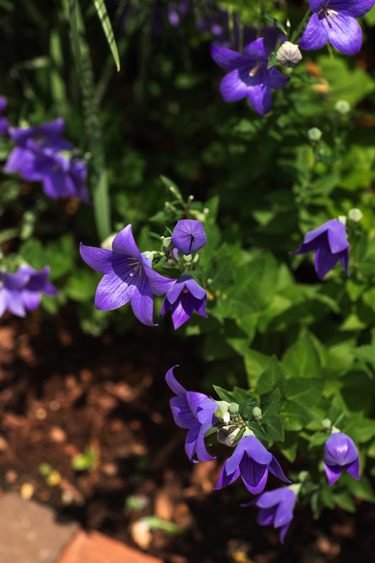 Balloon Flowers