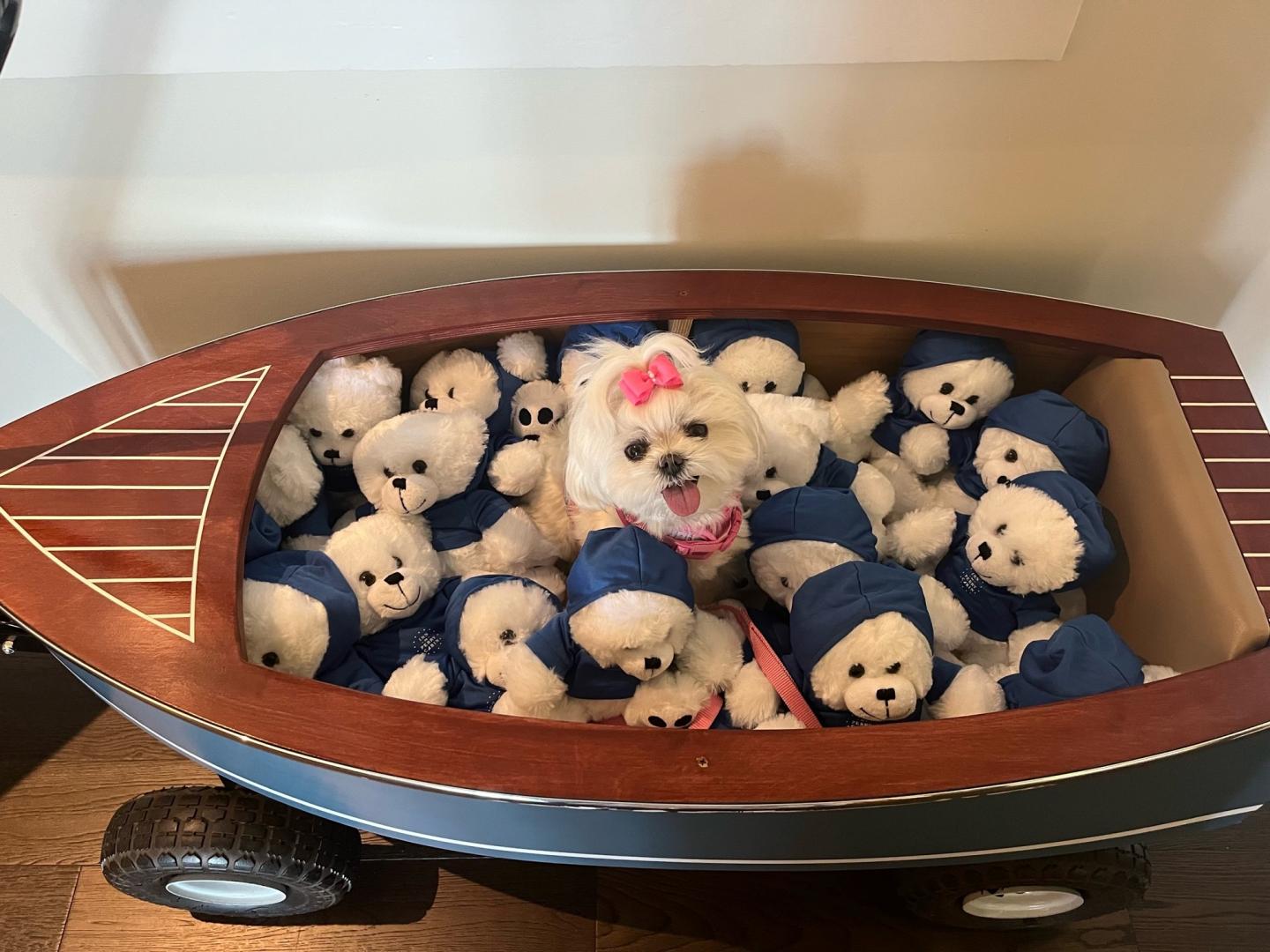 Gigi the pup cuddled up with stuffies from the lobby