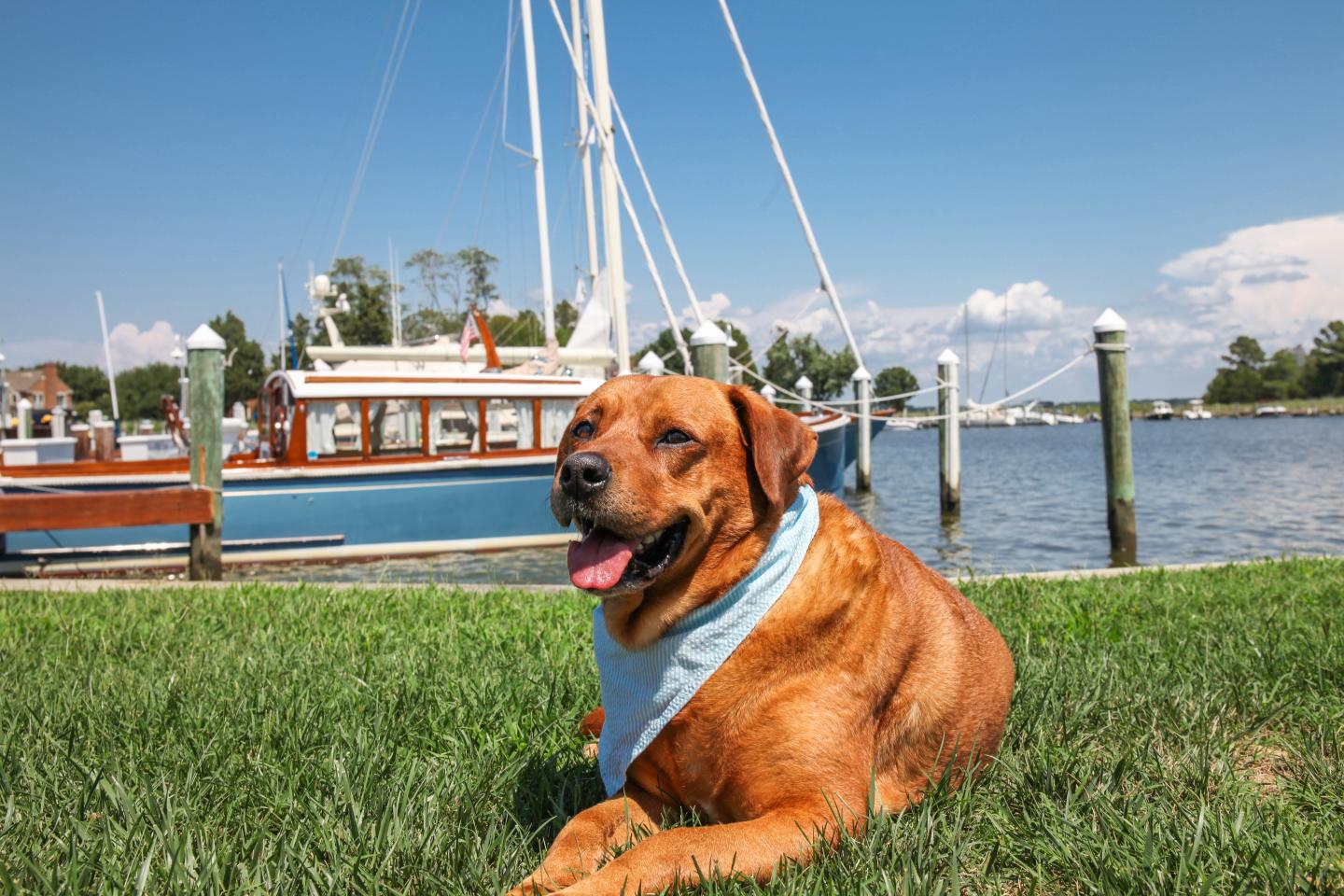 Monte the pup laying on the manor lawn with the dock of fleet beside him