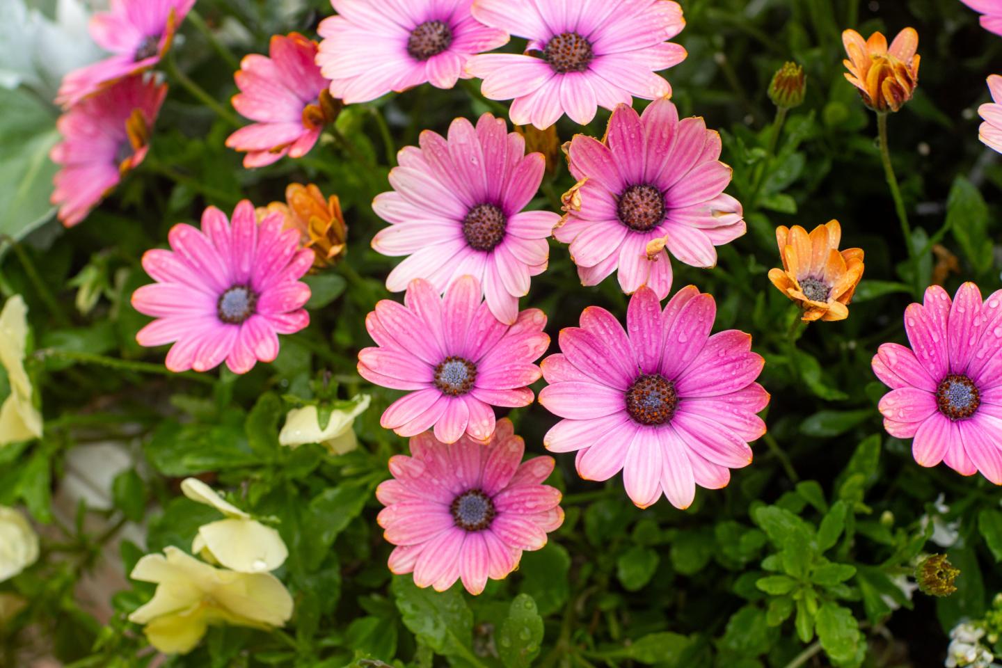 African Daisy