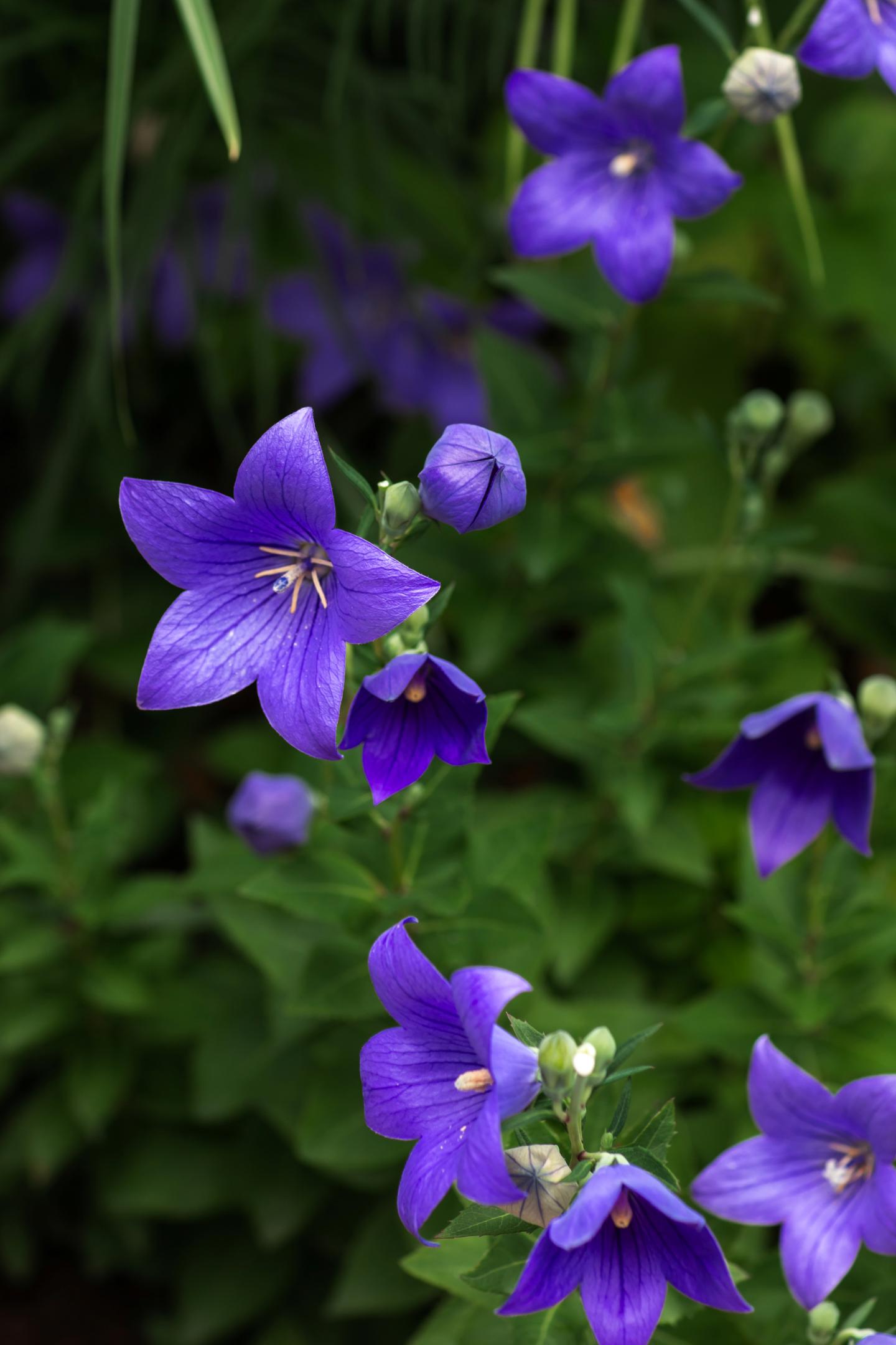 Balloon Flower