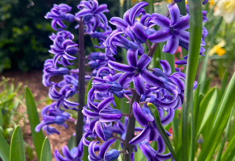Purple hyacinth flowers in a garden, surrounded by green leaves.
