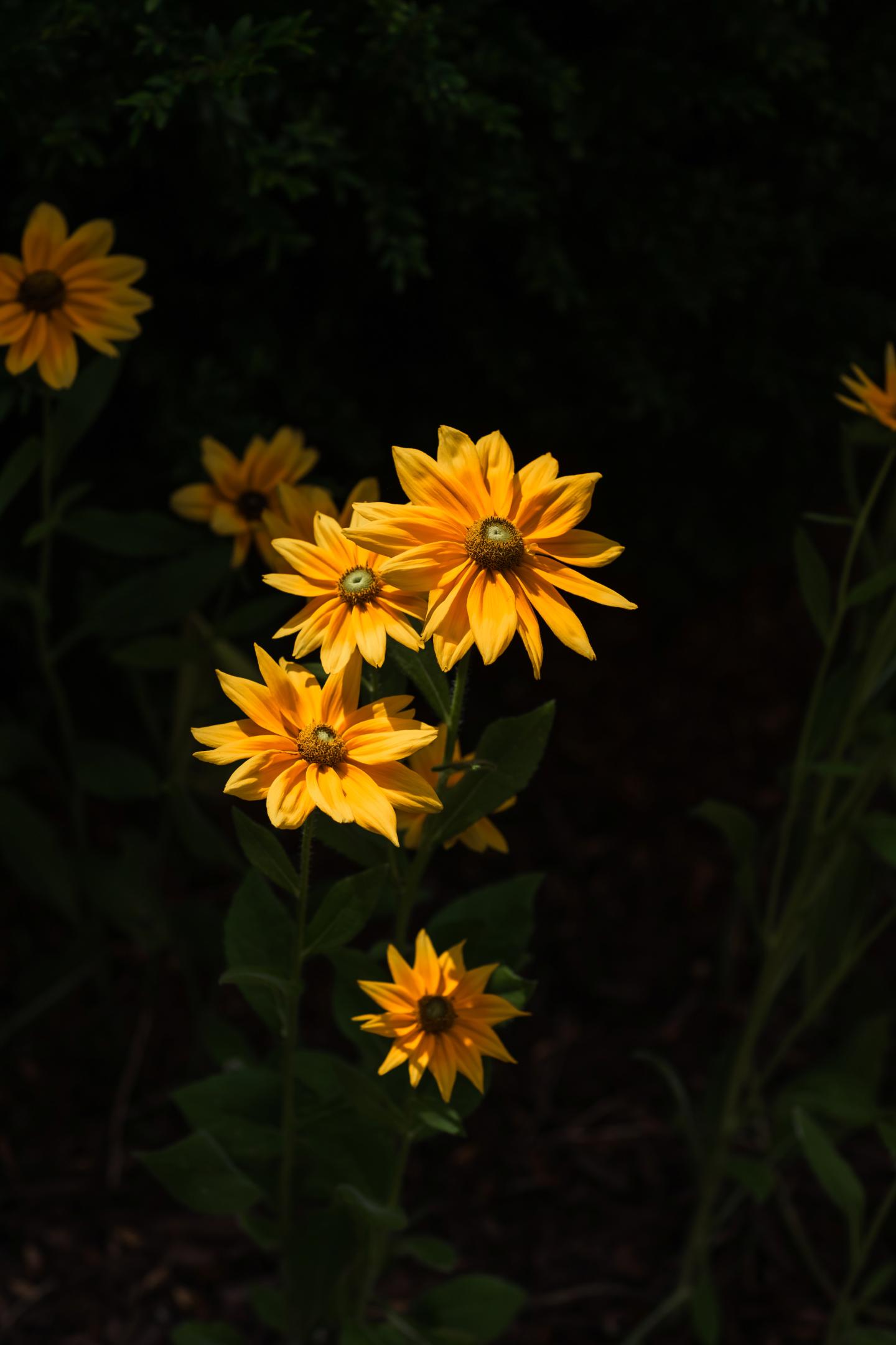 Black-Eyed Susan