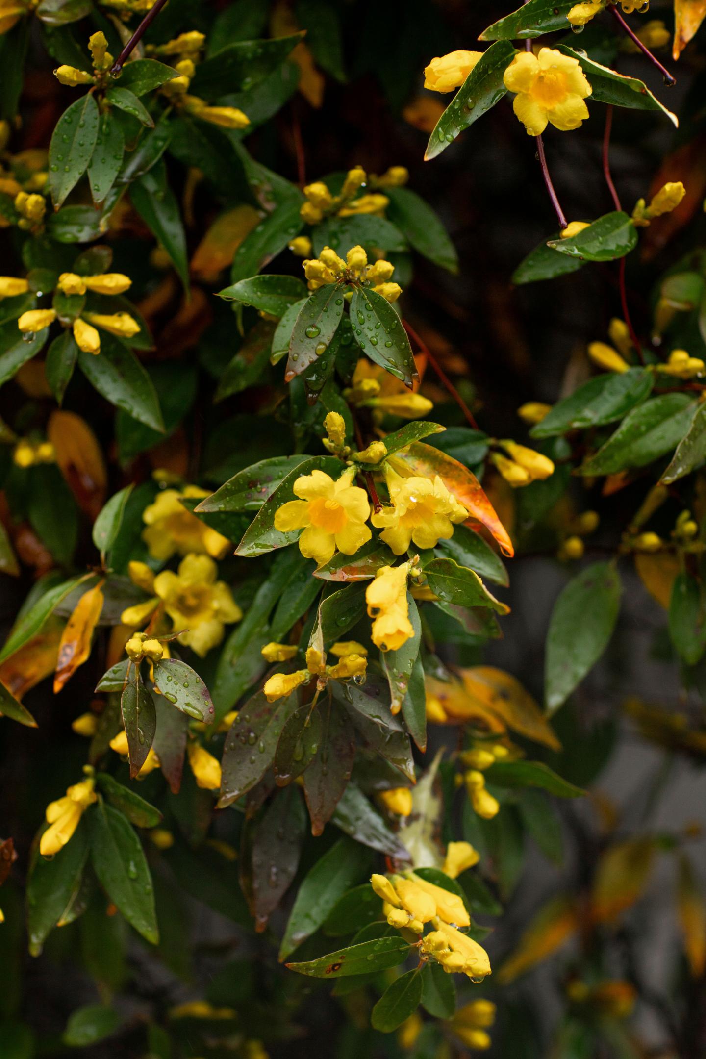 Carolina Jasmine Vine
