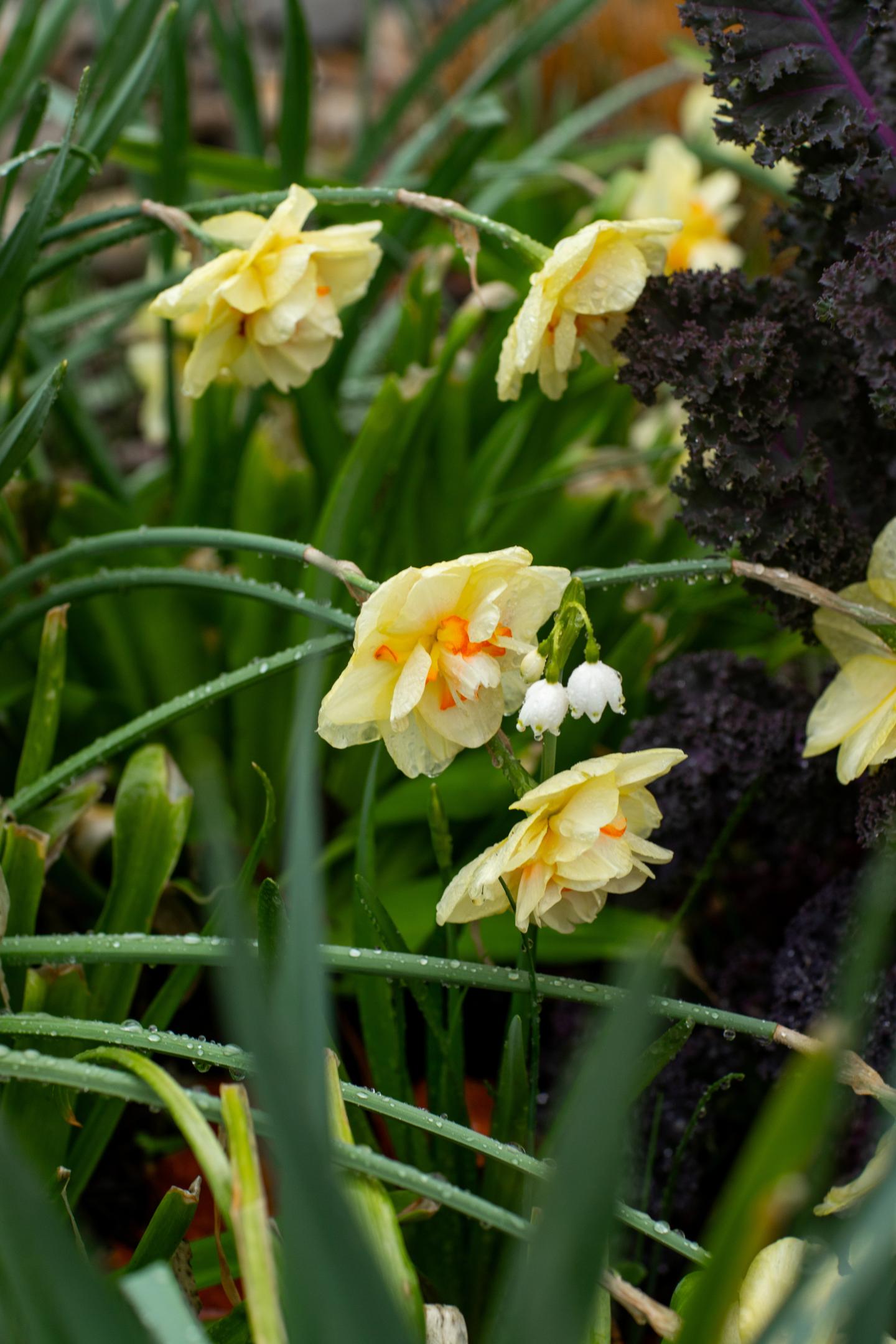 Daffodils