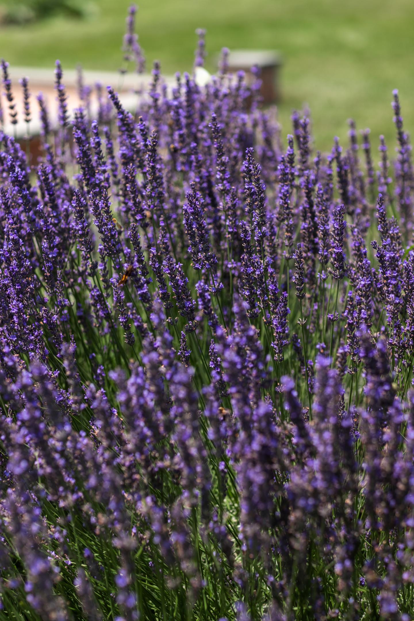 English Lavender