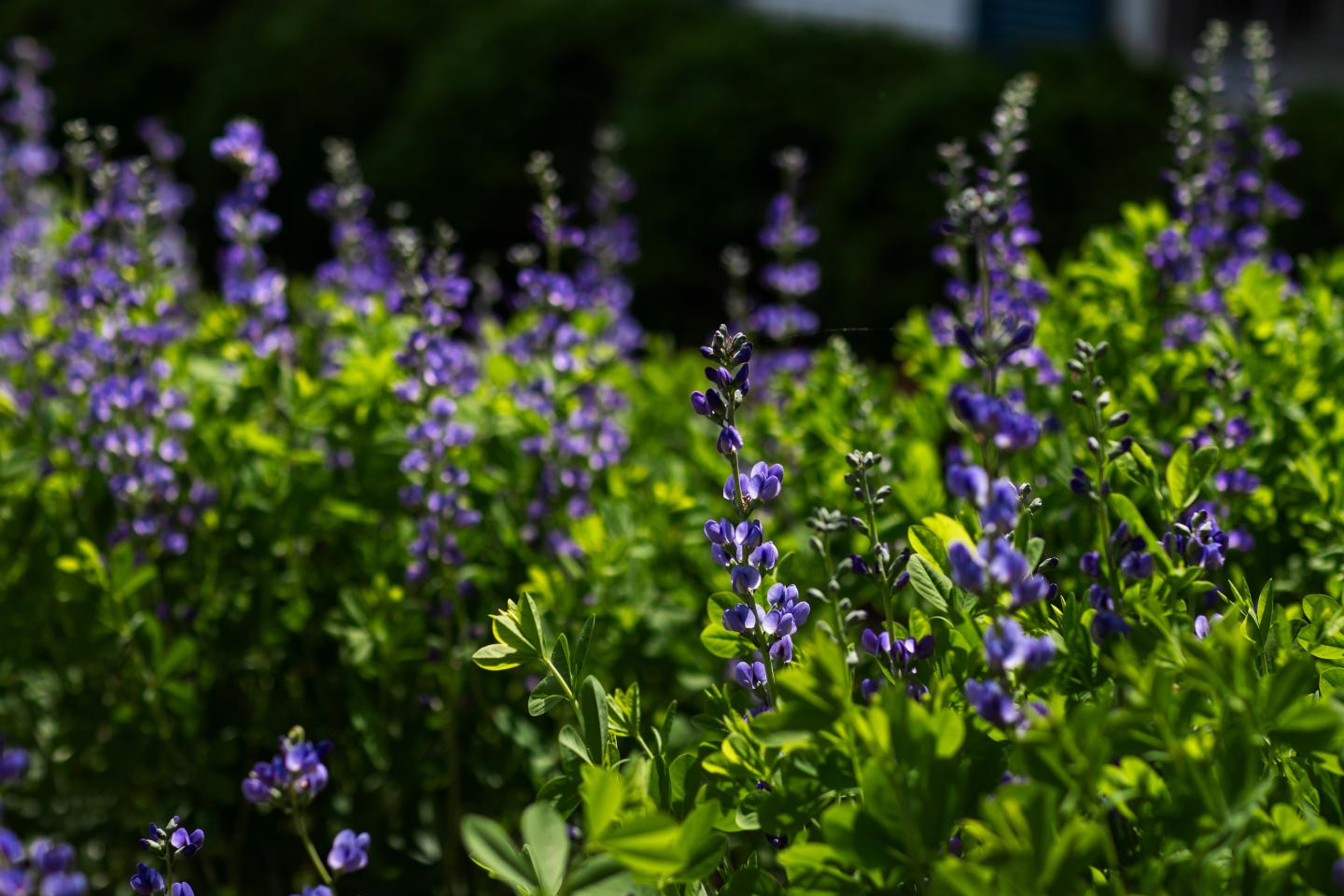 Blue False Indigo
