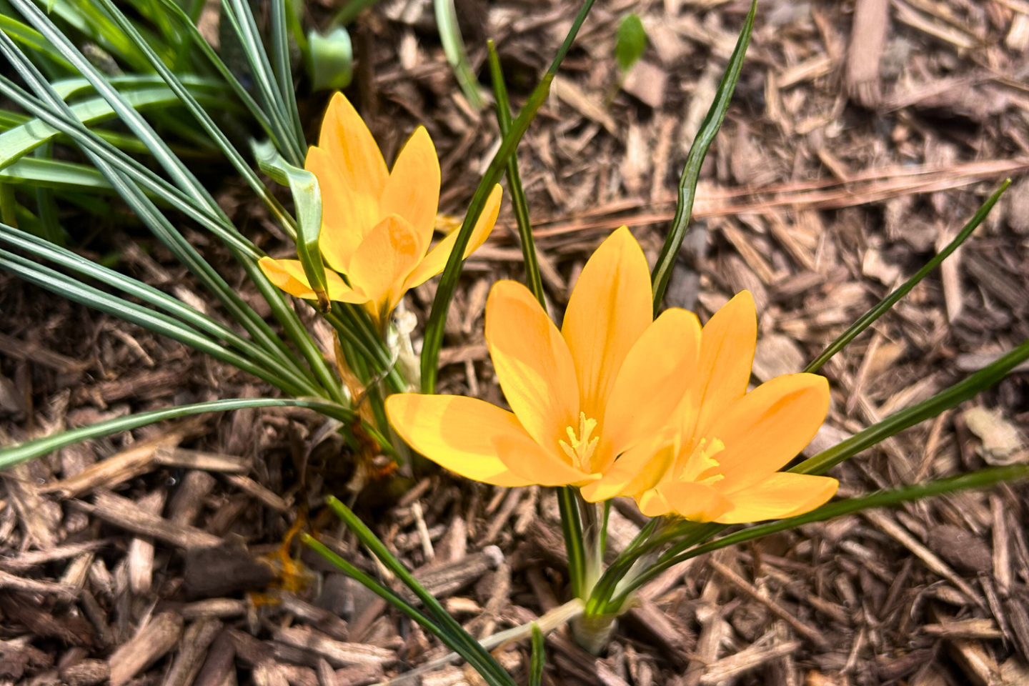 Crocus