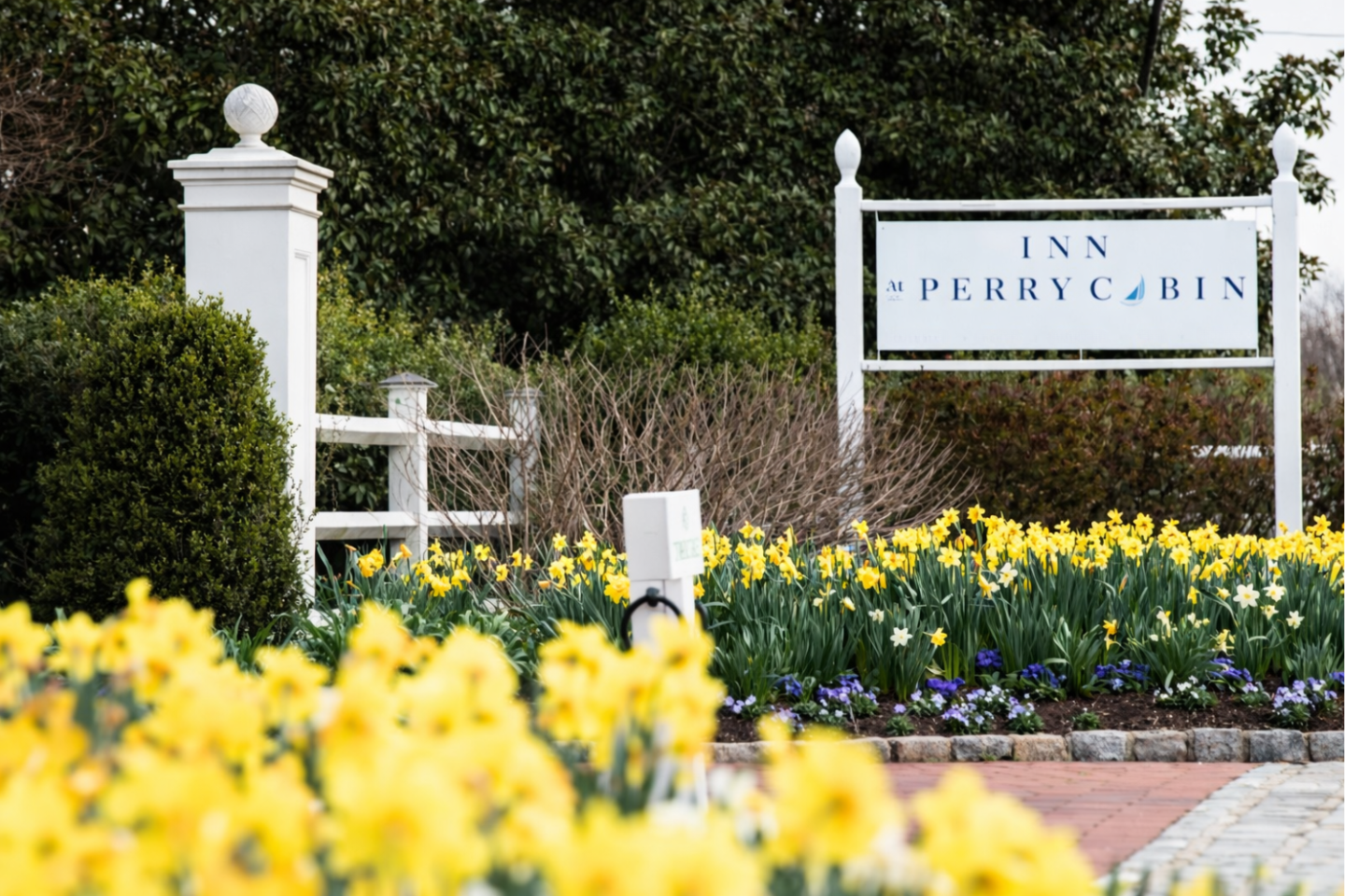 Daffodils at resort entrance. 