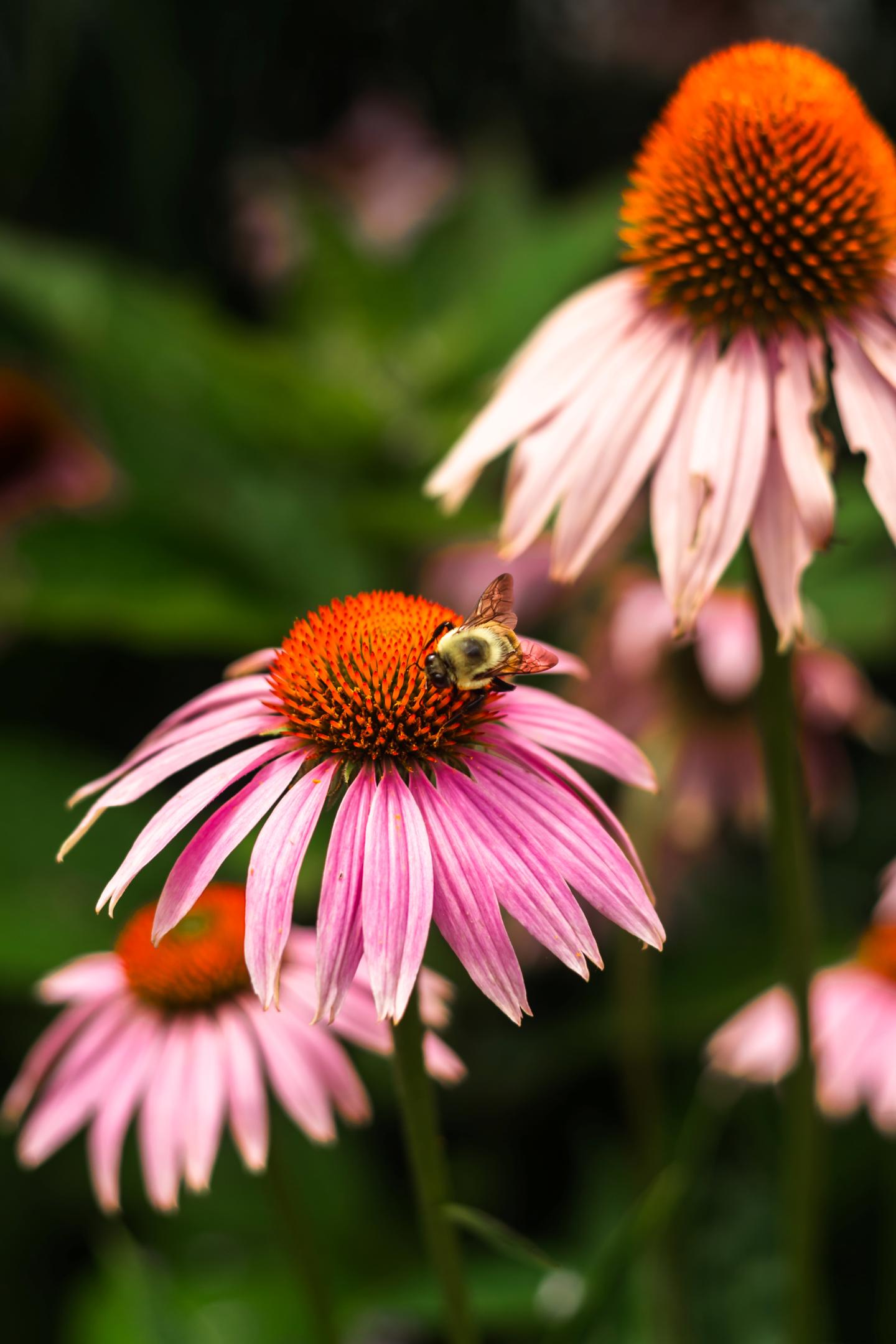 Purple Coneflower