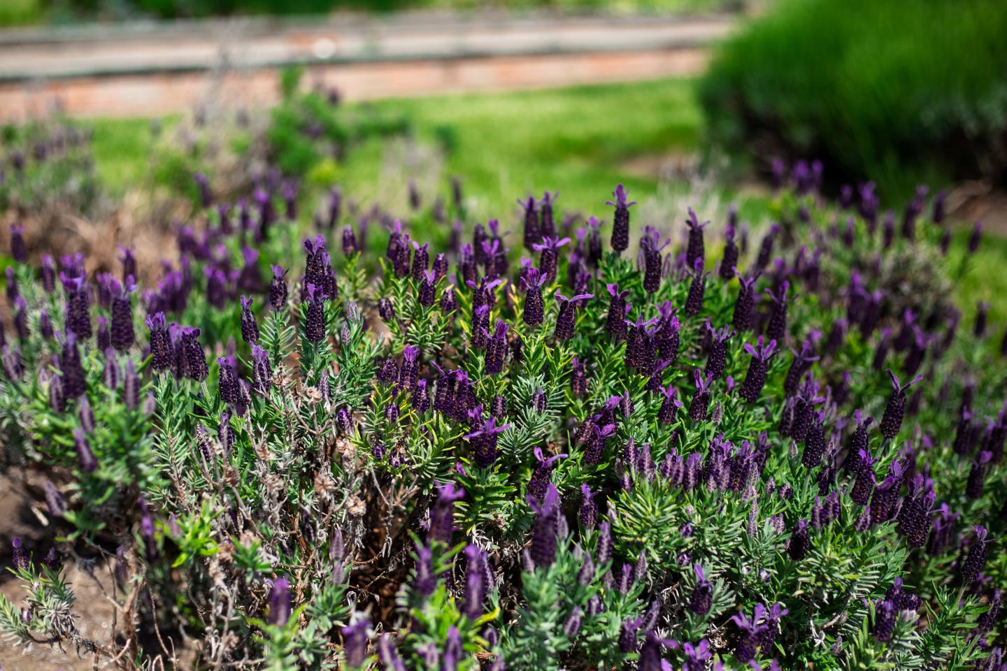 Spanish Lavender