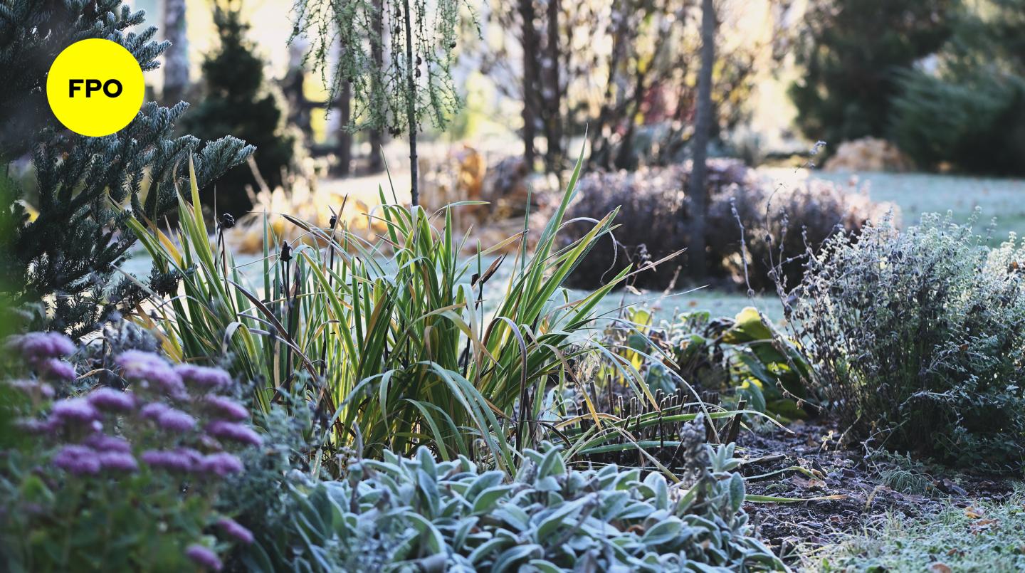 Frost-covered garden plants on a sunny morning.