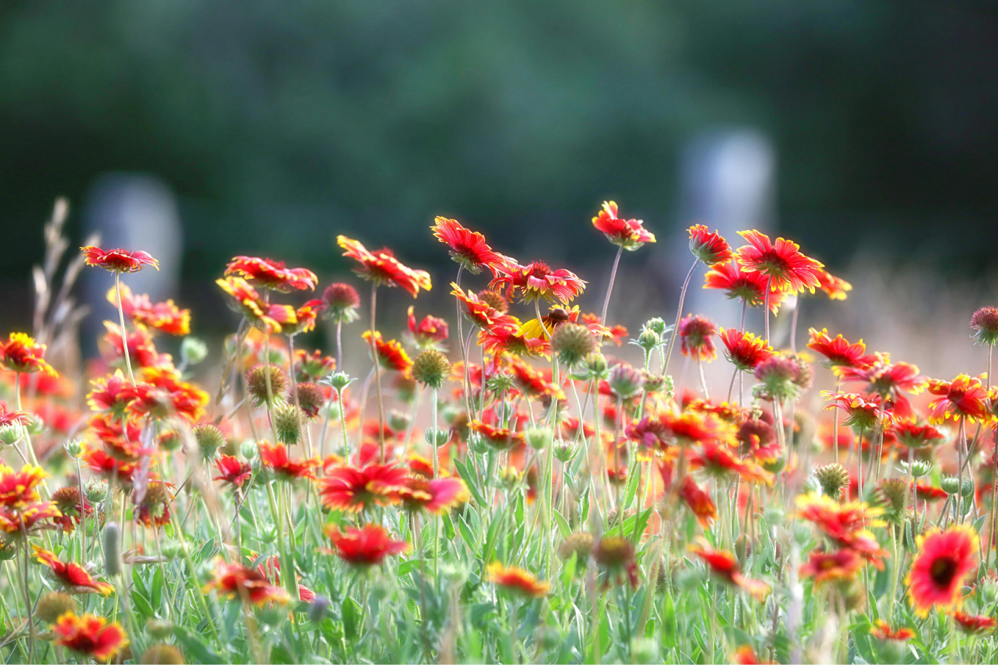 Gaillardia blanket flower garden red yellow flowers